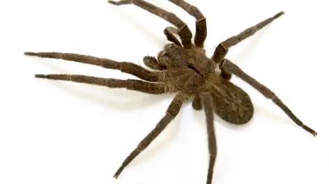 Aranha-armadeira