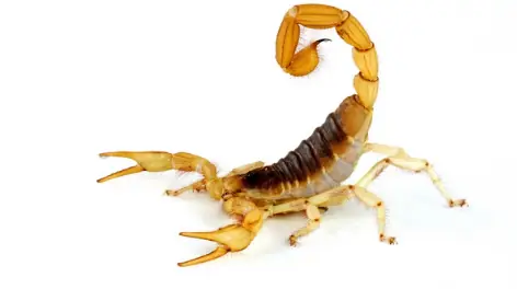 Escorpião-amarelo