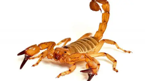 Escorpião-do-nordeste