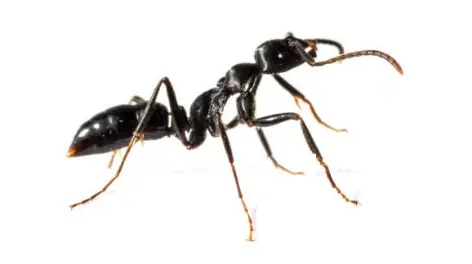Formiga-carpinteira