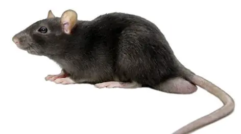 Rato de telhado (rato-preto)