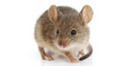 Camundongo