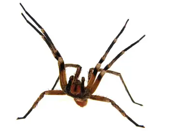 Aranhas