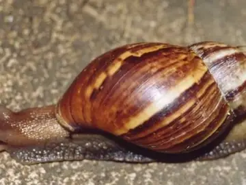 Caramujos