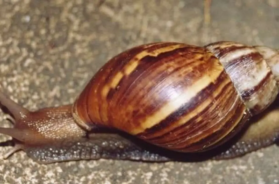 Caramujos