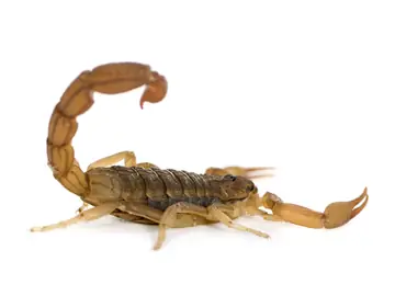 Escorpiões