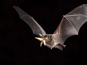 Morcegos