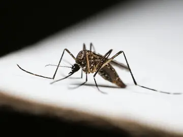 Mosquitos e pernilongos