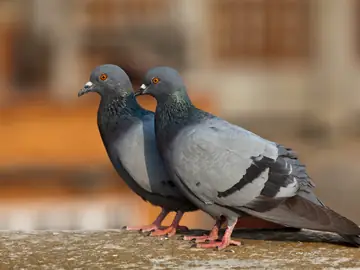 Pombos