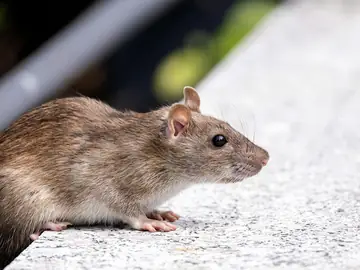 Ratos