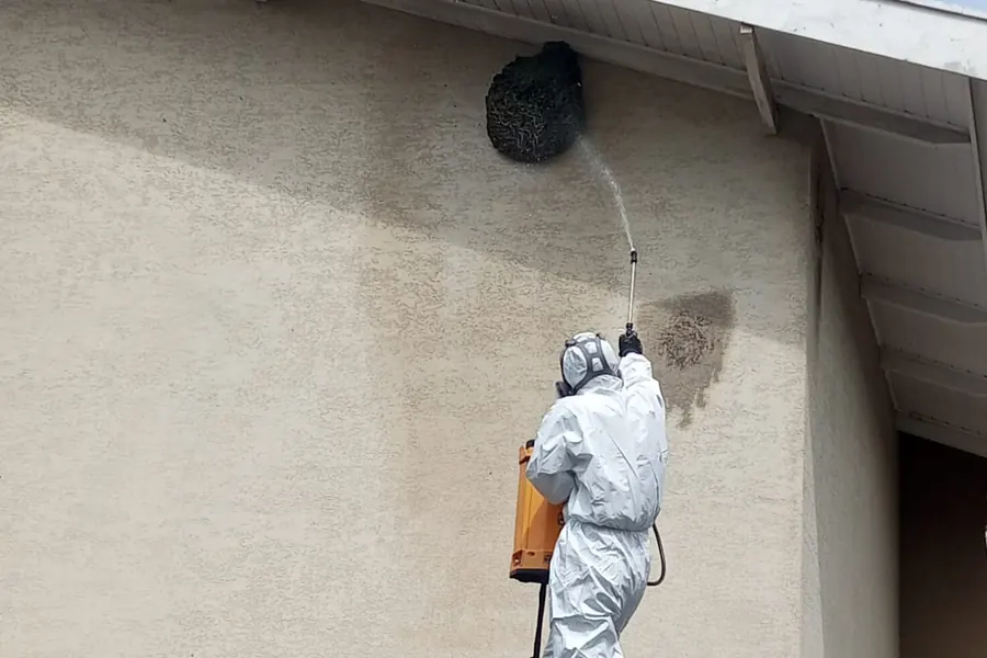 Remoção de vespeiro em beiral